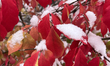 Red leaves on a tree are covered with snow during the first snowfall of the season in Toro...