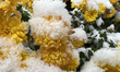 Mum flowers are covered with snow during the first snowfall of the season in Toronto, Onta...