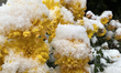 Mum flowers are covered with snow during the first snowfall of the season in Toronto, Onta...