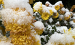 Mum flowers are covered with snow during the first snowfall of the season in Toronto, Onta...