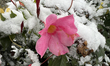 A flower is covered with snow during the first snowfall of the season in Toronto, Ontario,...