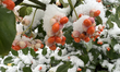 Berries on a plant are covered with snow during the first snowfall of the season in Toront...