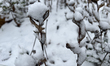 Plants are covered with snow during the first snowfall of the season in Toronto, Ontario,...