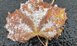 A leaf is covered with snow during the first snowfall of the season in Toronto, Ontario, C...