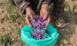 A Kashmiri saffron farmer shows saffron flowers in a field in Pampore, south of Srinagar,...