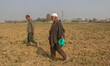 Kashmiri saffron farmers search for saffron in a field in Pampore, south of Srinagar, Jamm...