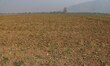 A view of saffron fields is usually covered in saffron at this time of the year in Pampore...