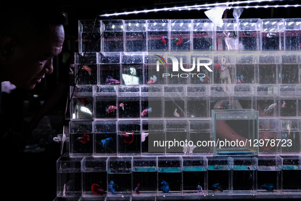 A buyer looks at a collection of ornamental fish at the Jatinegara Ornamental Fish Market in Jakarta, Indonesia, on November 11, 2025. The m... by Faisal Ramadhan/NurPhoto