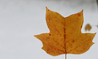 A woman holds a maple leaf following an autumn snowfall in Toronto, Ontario, Canada, on No...
