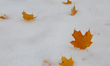 Freshly fallen maple leaves rest in a blanket of snow following an autumn snowfall in Toro...