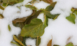 Freshly fallen green leaves rest in a blanket of snow following an autumn snowfall in Toro...