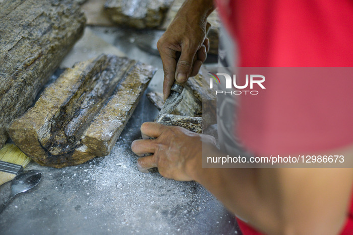 The Process Of Preparation And Contesting Ancient Elephant Fossils