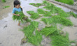 A Kid carry rice sapling for plantation during the celebration of National Paddy Day "ASHA...