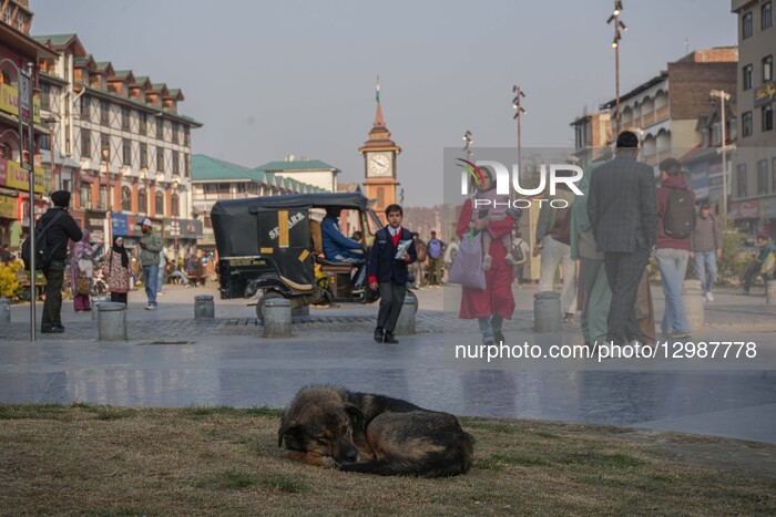 Indian Supreme Court Orders Removal Of Stray Dogs From Public Places