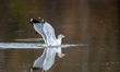 An American Herring Gull hunts for fish during the morning hours at the Oxbow Nature Conse...