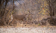 A white-tailed deer is seen during the morning hours at the Oxbow Nature Conservancy in La...