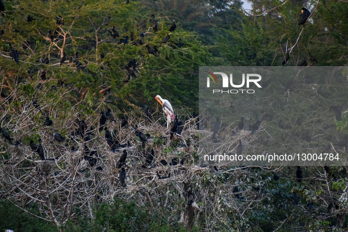 Migratory Birds In India.