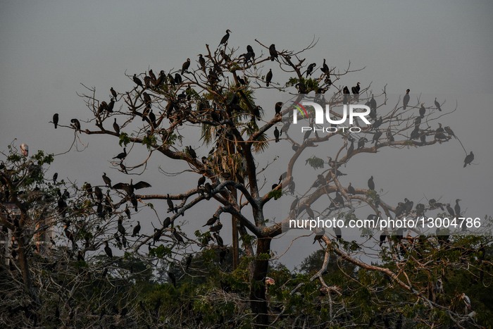 Migratory Birds In India.