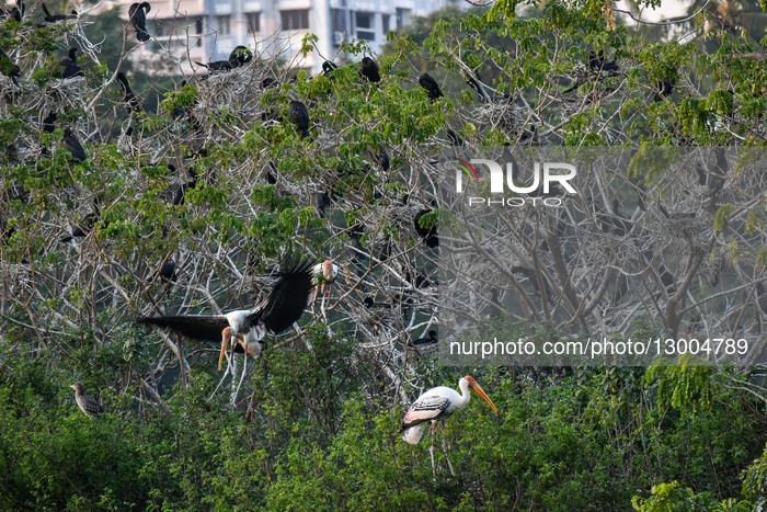 Migratory Birds In India.
