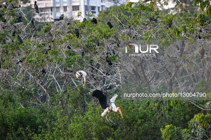 Migratory Birds In India.