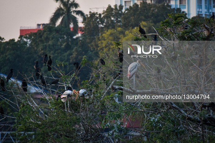 Migratory Birds In India.