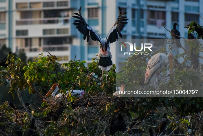 Migratory Birds In India.