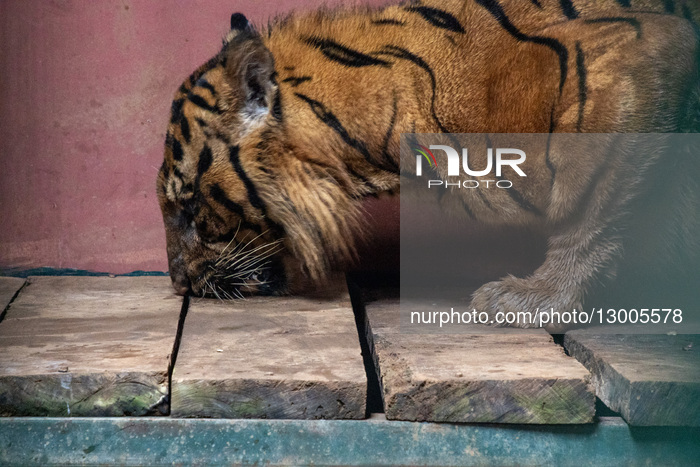 Feeding Sumateran Tiger At Ragunan Zoo, Jakarta