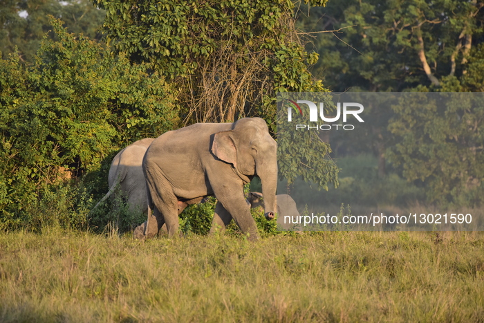 Wild Elephant In Assam 