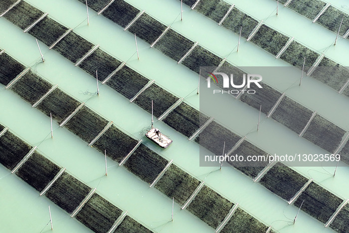 Seaweed Harvest in Fuzhou