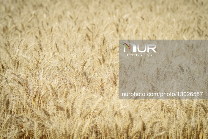 Wheat Harvest In Firmat, Santa Fe, Argentina