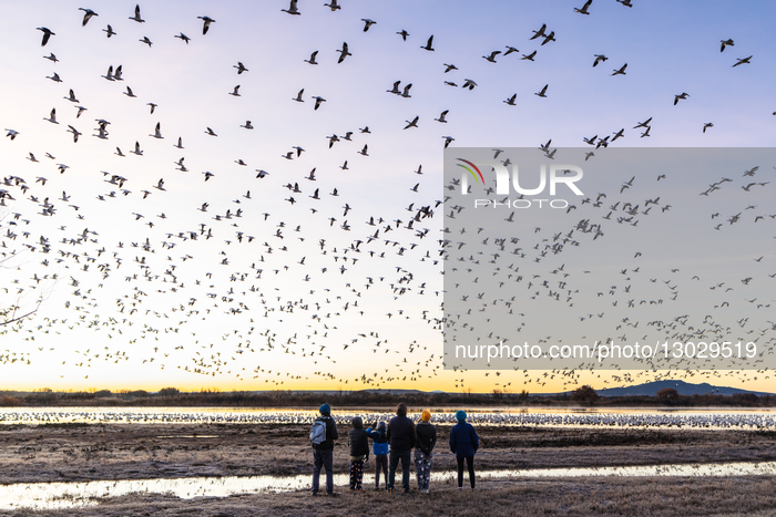 Wildlife Thousands Of Snow Geese Take Flight At Sunrise