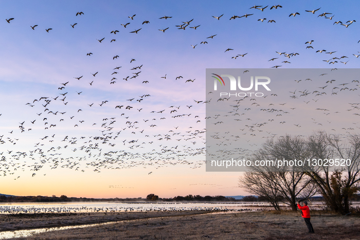 Wildlife Thousands Of Snow Geese Take Flight At Sunrise