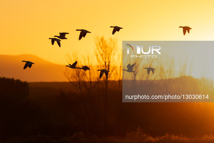 Wildlife Birds At Sunrise In New Mexico 
