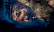 Bibi the hippopotamus is seen at the Cincinnati Zoo in Cincinnati, Ohio, on November 28, 2...