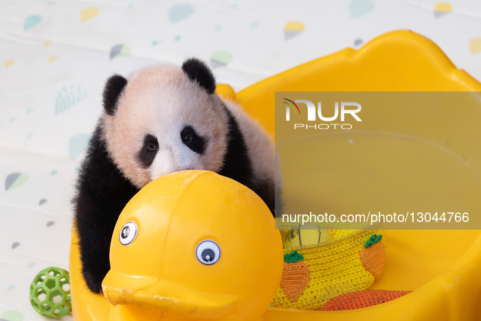 Giant Panda Liangyue Cub