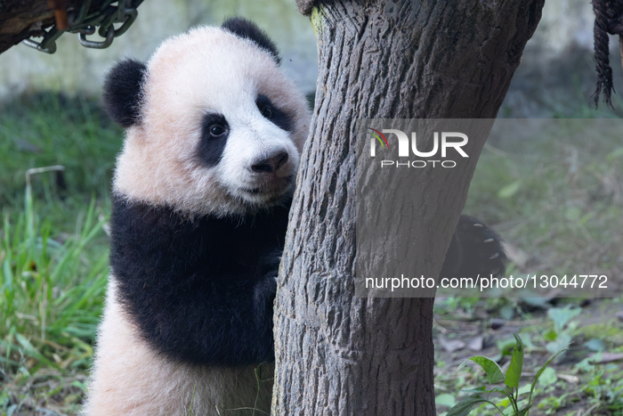 Giant Panda Liangyue Cub