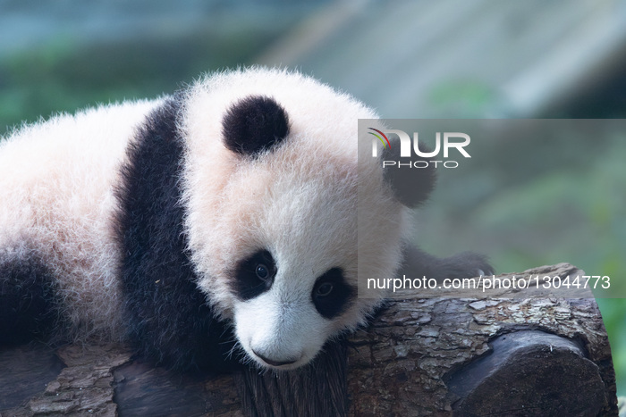 Giant Panda Liangyue Cub