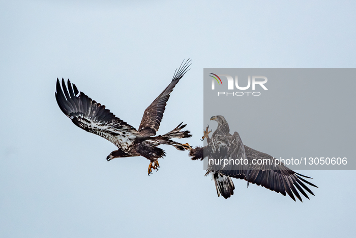 Wildlife In The Snow At The Oxbow Nature Conservancy