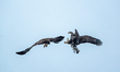Two American Bald Eagles engage with one another over a territorial dispute just after sun...