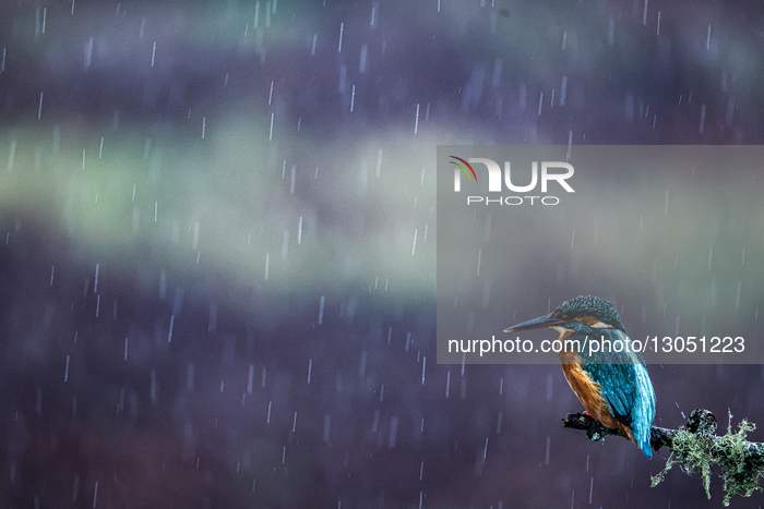 UK Wildlife
Kingfished