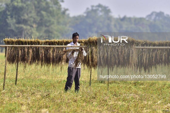 Assam Harvests Paddy