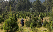 People visit the Christmas Tree Forest, located in the municipality of Amecameca in the St...
