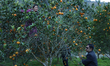 A Nepali farmer plucks sweet oranges from an orchard in Sindhuli, Nepal, on December 9, 20...