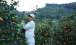 A Nepali farmer plucks sweet oranges from an orchard in Sindhuli, Nepal, on December 9, 20...