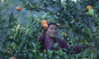 A Nepali farmer plucks sweet oranges from an orchard in Sindhuli, Nepal, on December 9, 20...