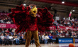 The Hawk, the St. Joseph's Hawks mascot, performs during an NCAA men's basketball game at...