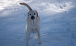 A Labrador retriever plays in the snow near Cincinnati, Ohio, on December 15, 2025, as the...