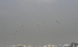 Bangladeshi paratroopers take part in an aerial display during celebrations to mark Bangla...
