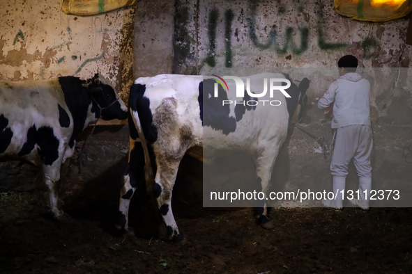 Egyptians and devotees of Ahl al-Bayt celebrate the birth anniversary of Imam Ali Zayn al-Abidin in the Sayyida Zaynab district of Cairo, Eg... by Doaa Adel/NurPhoto