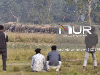 Villagers observe a herd of wild elephants that gathers near a field in search of food in a village in Nagaon district, Assam, India, on Dec... by Anuwar Hazarika/NurPhoto